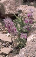 Stachys lavandulifolia